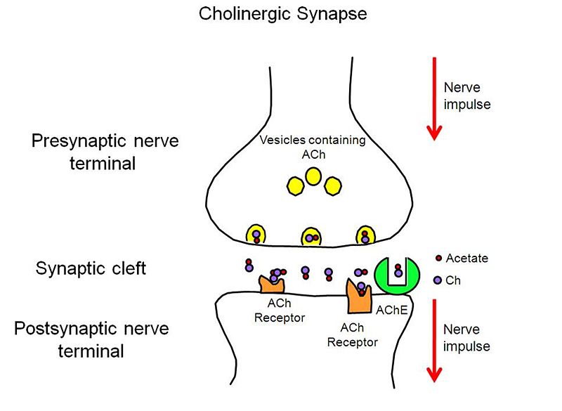 Image:AChE-Page-Cholinergic-Synapse.jpg