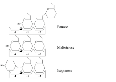 Schematic representation of panose, maltotriose and isopanose binding within the active site of WcAG. The -1, +1, and +2 subsites are indicated as -1, +1, and +2, respectively. A black triangle represents the substrate cleavage site, located between subsites -1 and +1.