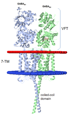 GABAb receptors are formed from the heterodimerization of two similar 7TM subunits termed GABAB1 and GABAB2