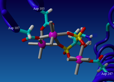 Figure 4. Aspartate-Magnesium cation-phosphonate chelate within FPPS-alendronate complex. Pink sphere indicates Mg2+ ion; red indicates oxygen atom, yellow indicates phosphorous atom, blue (bond-line) indicates nitrogen, blue (ribbon) indicates alpha helix motif.