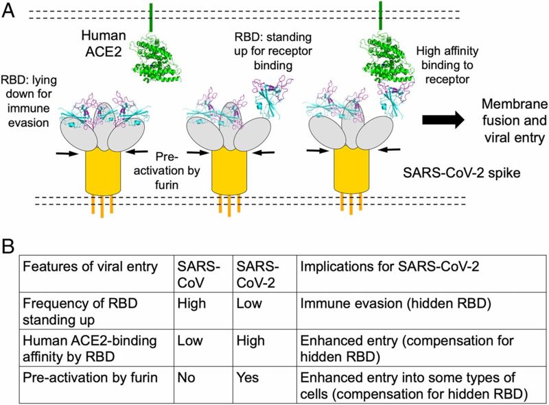Image:Summary of Cell Entry Mechanisms of SARS-CoV-2 F6.jpg
