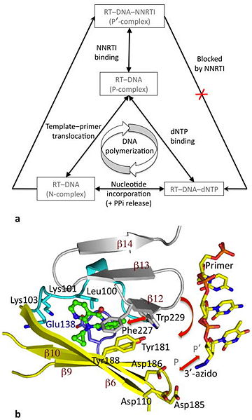 Image:Effect of NNRTI binding on DNA polymerization by RT.jpg