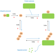 Figure 1 : Role of DUBs in the ubiquitin pathways