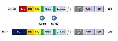 c-Abl/Bcr-Abl diagram: (a): c-Abl gene. The diagram includes N-terminal “cap”, SH3 domain, SH2 domain. It is myristoylated (b)Bcr-Abl fusion protein: is not myristoylated.