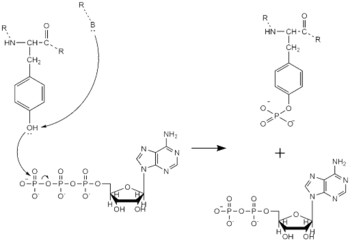 Figure 1. Tyrosine phosphorylation mechanism