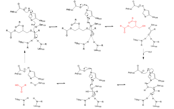Figure 2: Serine hydrolase mechanism utilized by LPL to catalyze the breakdown of one ester bond of a triglyceride. Compounds colored red are the products of the hydrolysis.