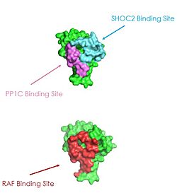 Figure 2: MRAS binding sites with SHOC2, PP1C, and RAF (PDB 7DSO)..