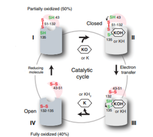 Figure 6: The catalytic cycle of Vitamin K Epoxide Reductase 