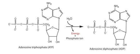 Energy from ATP hydrolysis