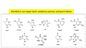 Figure 2. DNA damages repaired by NEIL3