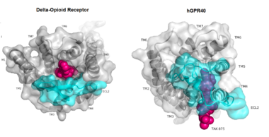 Figure 1:Comparison of Delta-opioid receptor to human free-fatty acid receptor (hGPR40) both of which are G-protein coupled receptors. The binding pocket of the delta-opioid receptor is solvent exposed allowing ligands to enter directly from the extracellular space while the binding pocket of hGPR40 is covered by the extracellular loop 2 (ECL2) preventing entry from the extracellular space (ECL2 represented in cyan). The Delta-opioid displays the canonical binding site typical of most GPCRs while ligands of hGPR40 bind to a noncanonical pocket represented in pink.