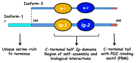 Domain organisation in myotilin. Alternately spliced isoform-2 lacks the first 184 amino-acid residues
