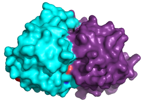 Figure 5. Three-dimensional configuration of Fel d 1. (Figure made in PyMOL 2.5.2 software)