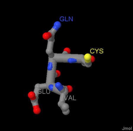 amino acids