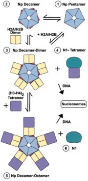 Histone Storage and Nucleosome Assembly