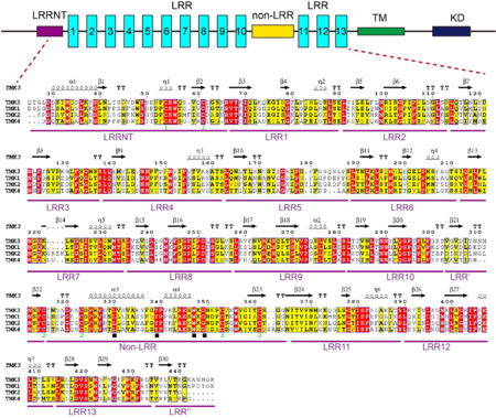 Sequence alignments of the ECDs of TMK3 and its homologs from Arabidopsis. Top: schematic representation of TMK3 protein. TM: transmembrane domain; KD: kinase domain; LRR: leucine-rich repeat. Bottom: Sequence alignment of the ECDs of TMK3 and its homologs from Arabidopsis. Conserved and similar residues are highlighted with red and yellow ground respectively. The solid black square indicates a conserved motif (Lx8Yx7-8WxG). Two cysteines that form a disulfide bond are labeled with the same number (in green) at bottom.