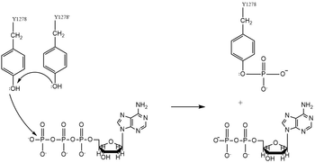 Figure 4. Tyrosine phosphorylation mechanism