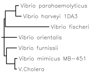 Phylogenetic Tree of LuxO gene. This is made from the MSA data from above 3cfy