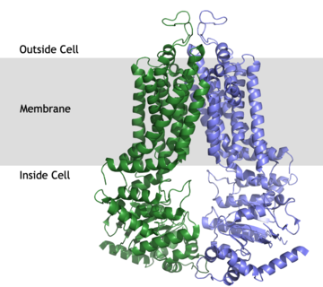 ABC Transmembrane Drug Transporter