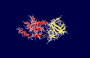 The two domains of the inositol 1,4,5-trisphosphate receptor protein.  The yellow ribbons represent the β-domain and the red helices represent the α-domain