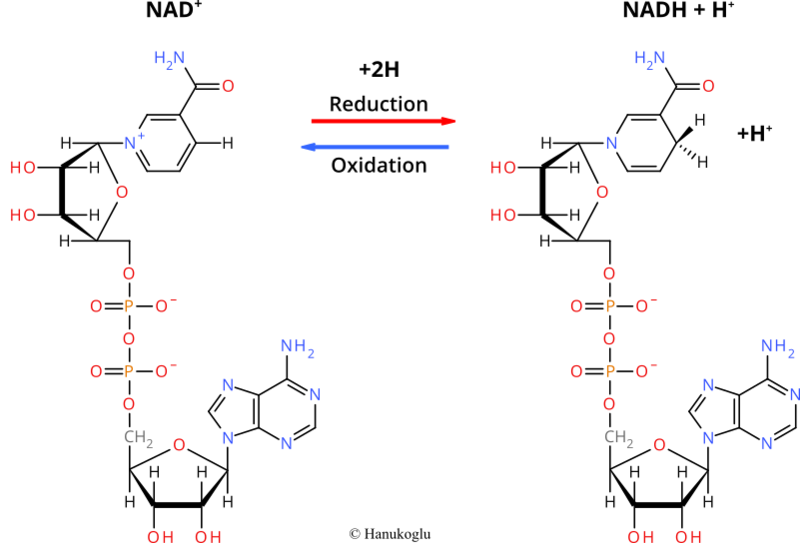 Image:NAD-NADH-redox-reactions.png