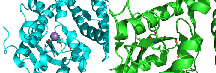 Exonuclease domains of active pol I (left) and inactive pol θ (right). Three coordinating residues and metal are absent in pol θ.