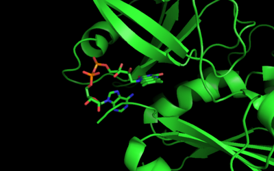 Ferredoxin NADP+ Reductase zoomed in (4FK8)