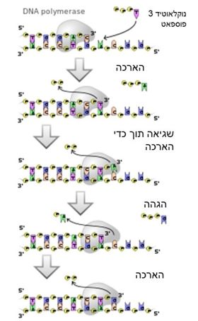 תהליך תיקון שגיאות על ידי DNA פולימראז בטא
