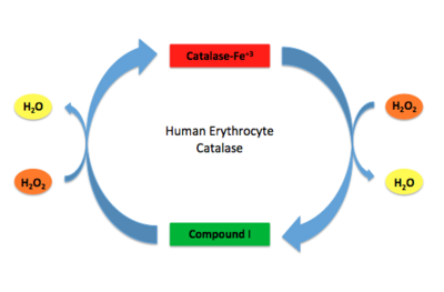 Human Erythrocyte Catalase Mechanism This figure illustrates the two step mechanism of catalase.