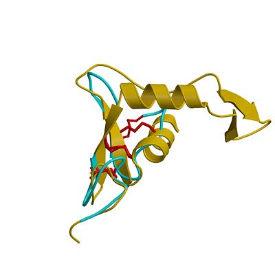 Superposition of the EGF-like domain of hyaluronidase-1 (yellow) and the heparin-binding EGF-like growth factor (light blue). The three disulphide bonds of the EGF domains (highlighted red) exhibit the same pattern in the primary structure and are located in similar positions in the 3D structure.