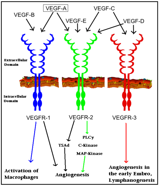 Image:VEGF receptors.png