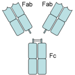 Diagram showing cleavage products of an antibody digested by papain.
