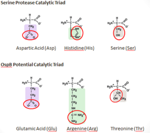Figure 6: Comparison of the Compositions of the OspB and a Serine Protease Catalytic Triads