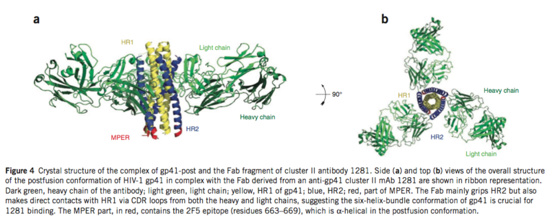 Image:Structure complex gp41-post 1281Fab.png