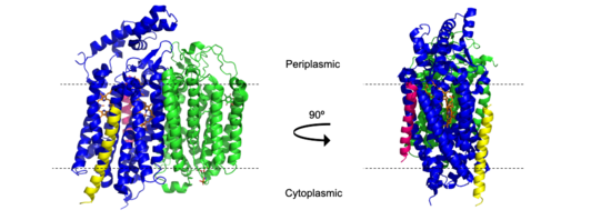 Figure 1. Cartoon model of cytochrome bd-oxidase in E. coli. Dashed lines represent borders of cytoplasmic and periplasmic regions.  A quinol bound in the periplasmic jmolSetTarget('1');jmolLink('delete $clickGreenLinkEcho; refresh;setL = \"setLoading();\"; javascript @setL; script /wiki/extensions/Proteopedia/spt/wipeFullLoadButton.spt;  isosurface DELETE; scn = load(\"/wiki/scripts/83/832924/Q_loop/3.spt\"); scn = scn.replace(\'# initialize;\', \'# initialize;\nclearSceneScaleCmd = \"clearSceneScale();\"; javascript @clearSceneScaleCmd;\n\'); scn = scn.replace(\'_setSelectionState;\', \'_setSelectionState; message Scene_finished;\'); script inline scn;','Q-loop','Q-loop'); is oxidized and releases protons into the periplasmic space, generating a proton gradient.  Protons and oxygen atoms from the cytoplasmic side enter cytochrome bd oxidase through specific channels.  Oxygen is reduced to water, which is released into the cytoplasmic space.  Blue = CydA; green = CydB; yellow = CydX; pink = CydS.  [PDB: 6RX4]