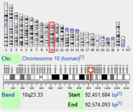 איור 1 - מיקום הגן של האנזים מפרק האינסולין באדם. כפי שניתן לראות, מיקומו של הגן נמצאה בזרועה הארוכה של הכרומוזום, מתחת לצנטרומר. אורך הגן הוא 122,409 זוגות בסיסים בדנא.