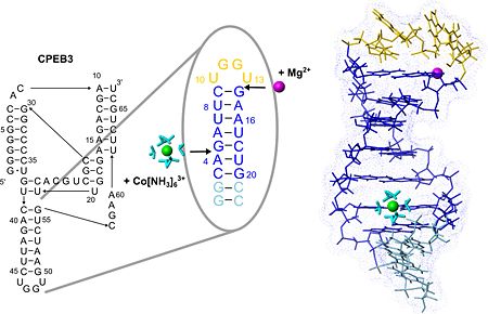 The secondary structure of the CPEB3 ribozyme and the binding sites of Mg2+ and hexammine(III) cobalt that is an NMR-detectable mimic of a hexahydrated Mg2+ ion. P4 hairpin structure is shown with the two suggested metal-ion binding sites.
