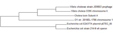 Phylogenetic Tree of MSA of CTX, Statistic Method:Maximum Likelihood, made by MEGA 5.05