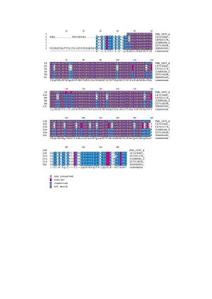 Multiple Sequence Alignment-TEXSHADE result.BlastP of CTX A subunit that contains six different species. This is made by Biology Workbench