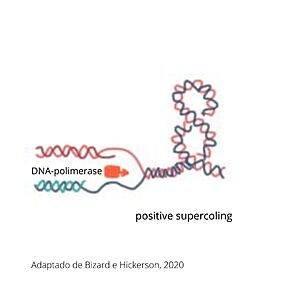 Supercoiling DNA formation