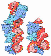 left: 1tf6 DNA (red) with 6 zinc fingers (blue). right:1un6 and 2hgh ribosomal RNA (red) with 3 zinc fingers (blue). Figure Credit: Molecule of the Month