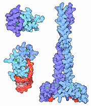 upper left 1y0j, lower left 1a1t, right 1joc.   Figure Credit: Molecule of the Month