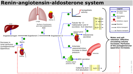 Renin-Angiotensin-Aldosterone System Schematic
