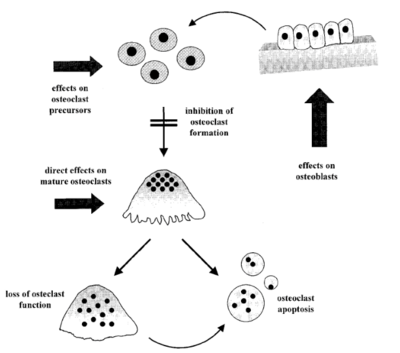 Figure 6. Relationship between bisphosphonates and osteoclasts at individual stages of cellular life.