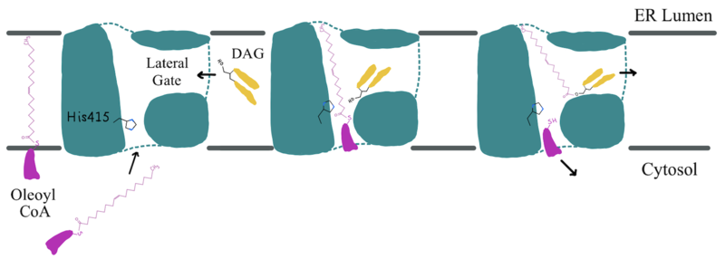 Figure 2: Active Site Mechanism Overview Modeled is the active site of one subunit of DGAT1 (shown in teal) with its catalytic Histidine (His415), Oleoyl CoA (shown in pink), and a general diacylglycerol (DAG, shown in yellow). Shown are the substrates Oleoyl-CoA and DAG entering the active site of DGAT1, being catalyzed by His415, and then leaving through the channel they entered.