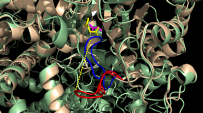 Figure 3: Highly ordered hydrogen bonding network within the active site of ICL