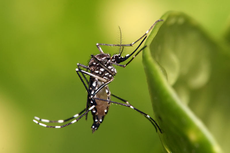 Image:Aedes aegypti.jpg