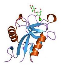 Lectin domain bound to sugar