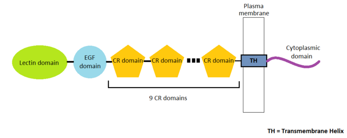 Scheme of P-selectin strucuture