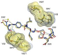 Fig.3 Detailed view of the darunavir-enzyme interactions. 